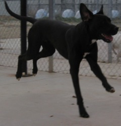 Black Lab happy at Critter Camp in Amarillo