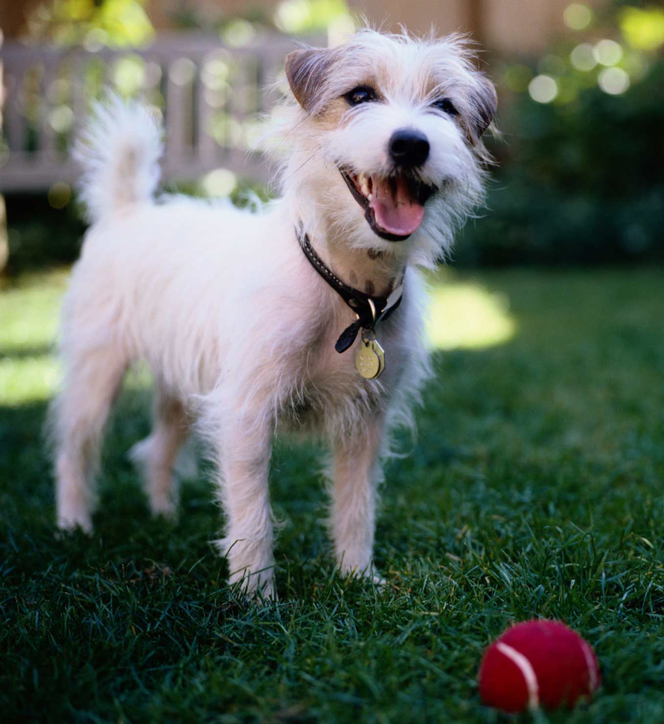 public_domain_Jack-Russell-Terrier